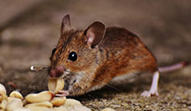 24 Hour & Emergency Exterminators in Mason Shoe, WI